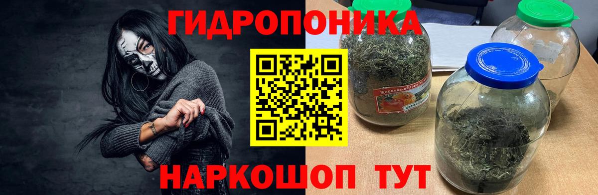 Каннабис OG Kush Губкин